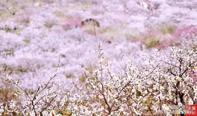 江苏古镇景点排名前十名,江苏最全古镇清单