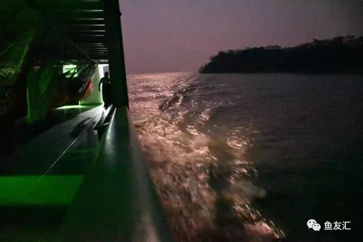 特隆贝塔如何饲养,特隆贝塔半皇与红彩区别