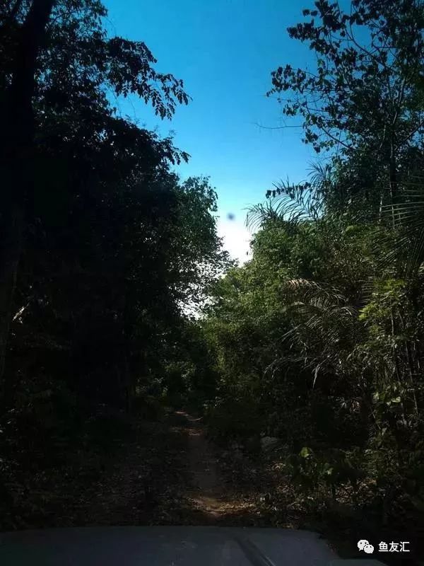 特隆贝塔如何饲养,特隆贝塔半皇与红彩区别