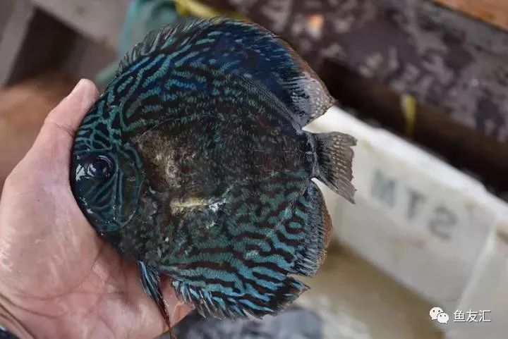 特隆贝塔如何饲养,特隆贝塔半皇与红彩区别