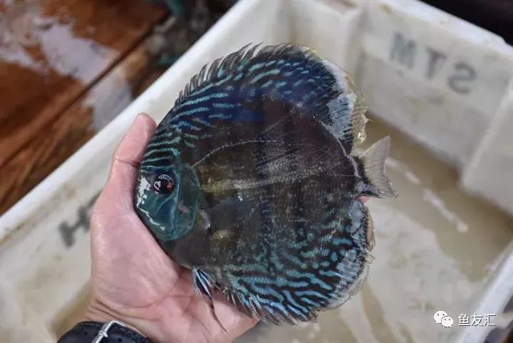 特隆贝塔如何饲养,特隆贝塔半皇与红彩区别