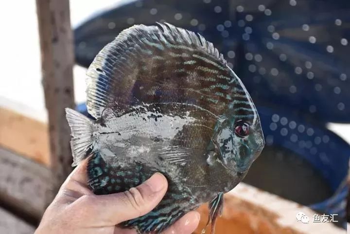 特隆贝塔如何饲养,特隆贝塔半皇与红彩区别