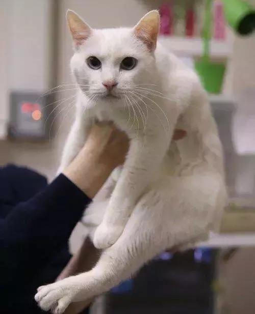 谁说伪球迷预测不了真胜利？是时候让你的猫狗拉你一把！