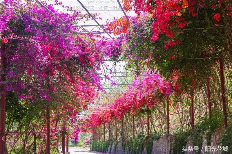 攀枝花周边一日游最佳路线,攀枝花周边有什么好玩的地方