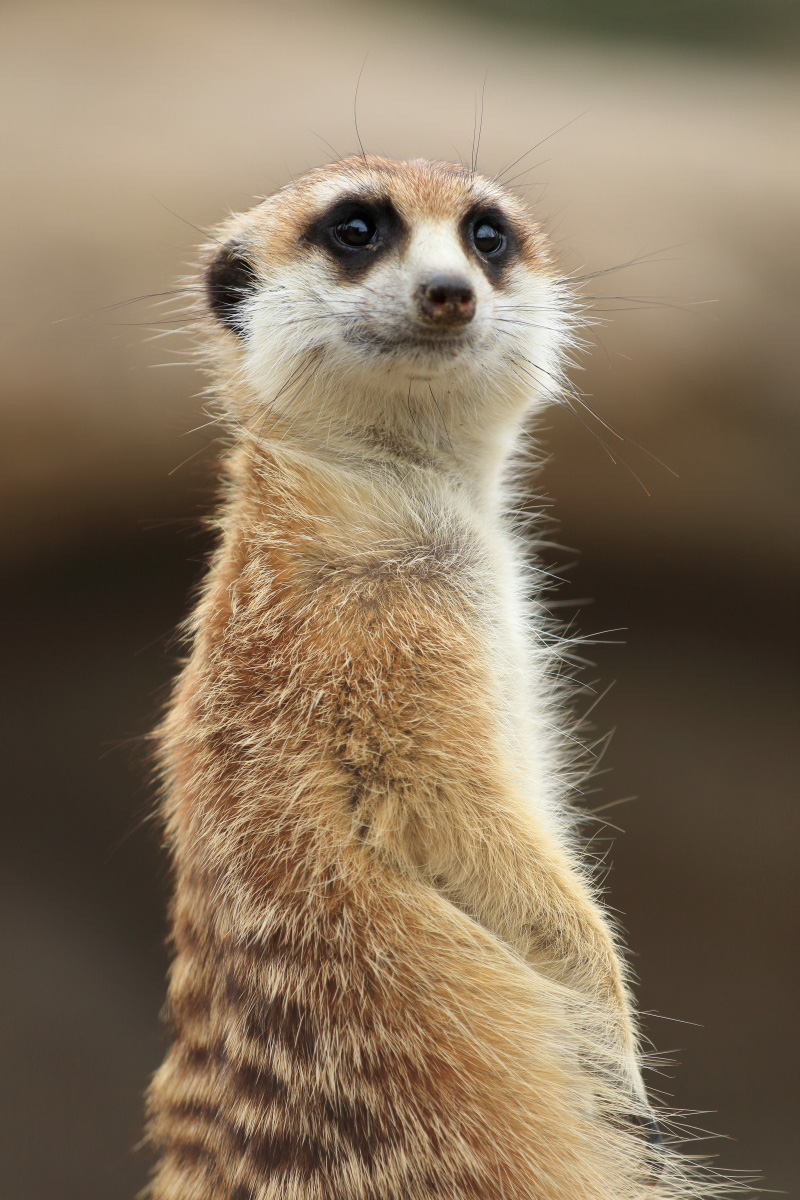 佳能70-200mm镜头f4优缺点,佳能70-200mmf2.8三代