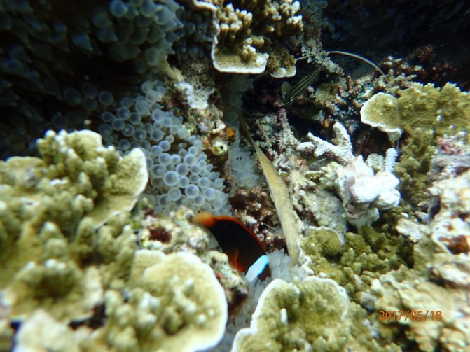 帕劳海底之旅,帕劳的海底