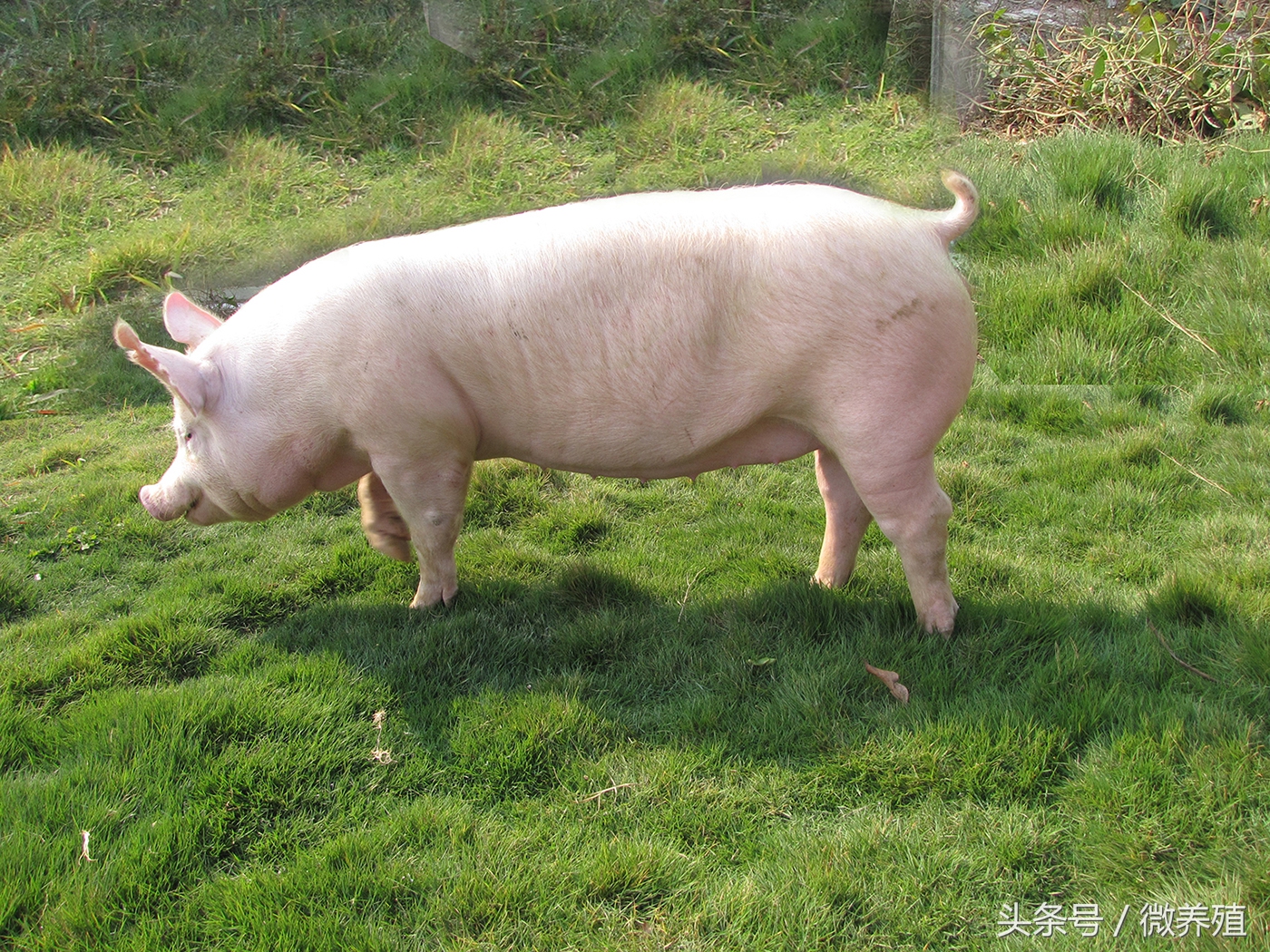 哺乳母猪的饲养管理要点有哪些,母猪配完种后饲养管理