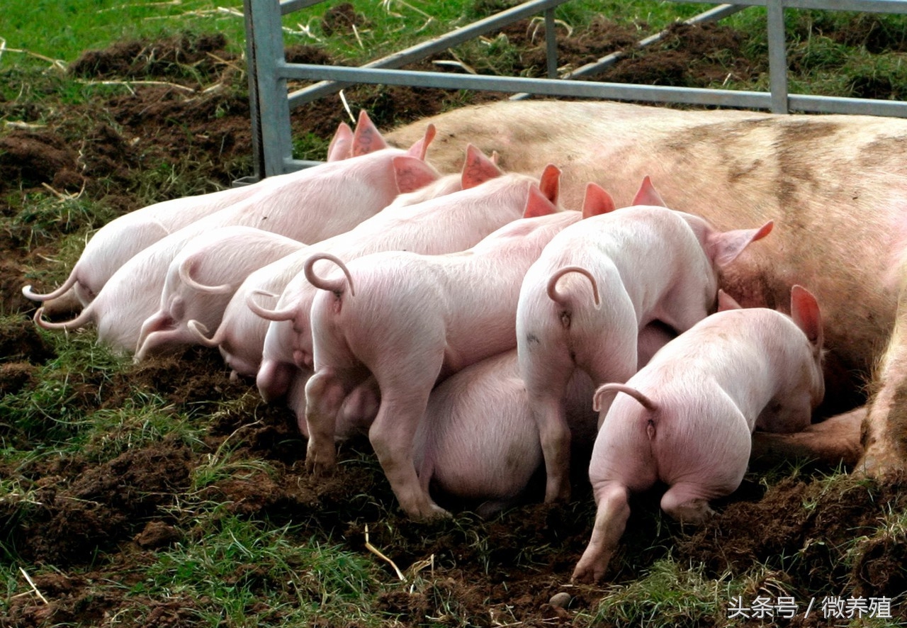 哺乳母猪的饲养管理要点有哪些,母猪配完种后饲养管理
