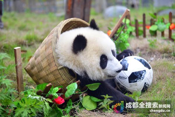 大熊猫第一场比赛,108只大熊猫亮相伦敦奥运会