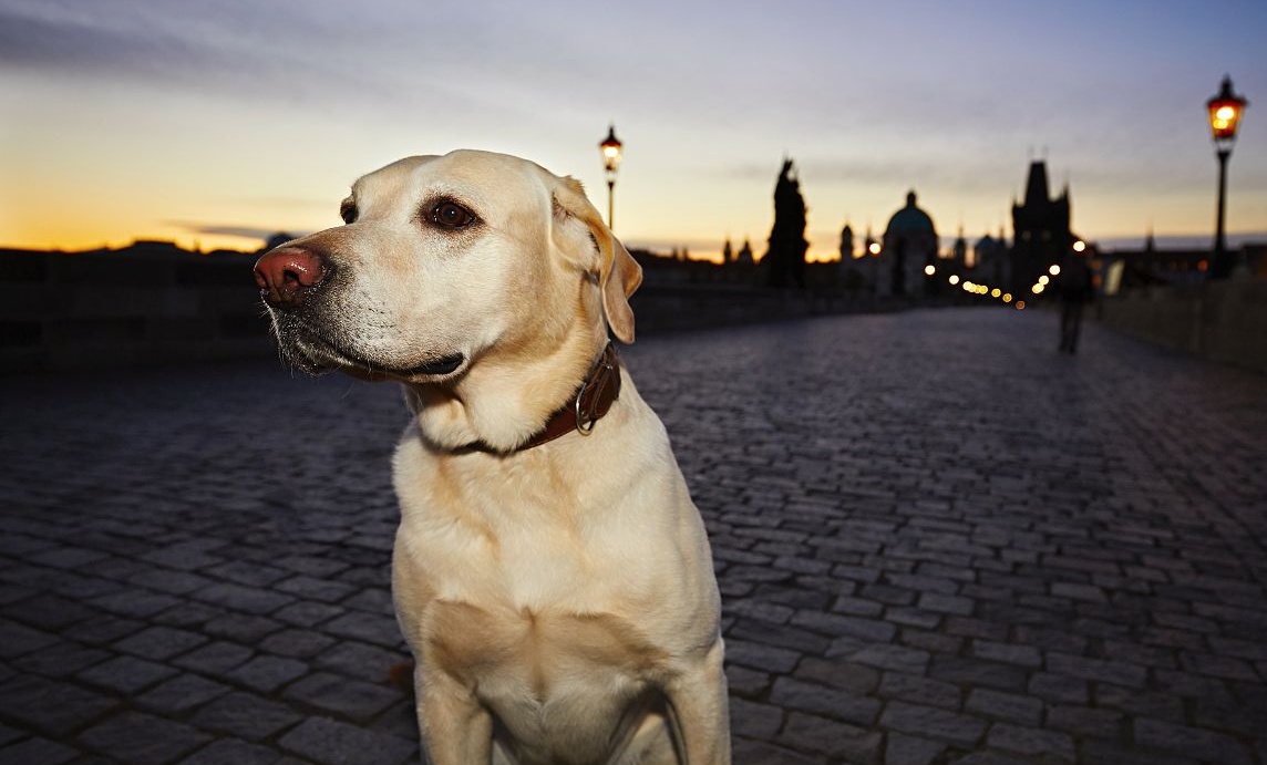 养狗新手入门必知拉布拉多怎么养,奉劝养狗的朋友千万别养拉布拉多