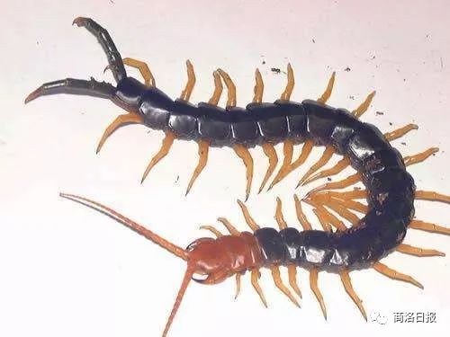 端午防五毒是哪五毒,端午驱五毒的方法