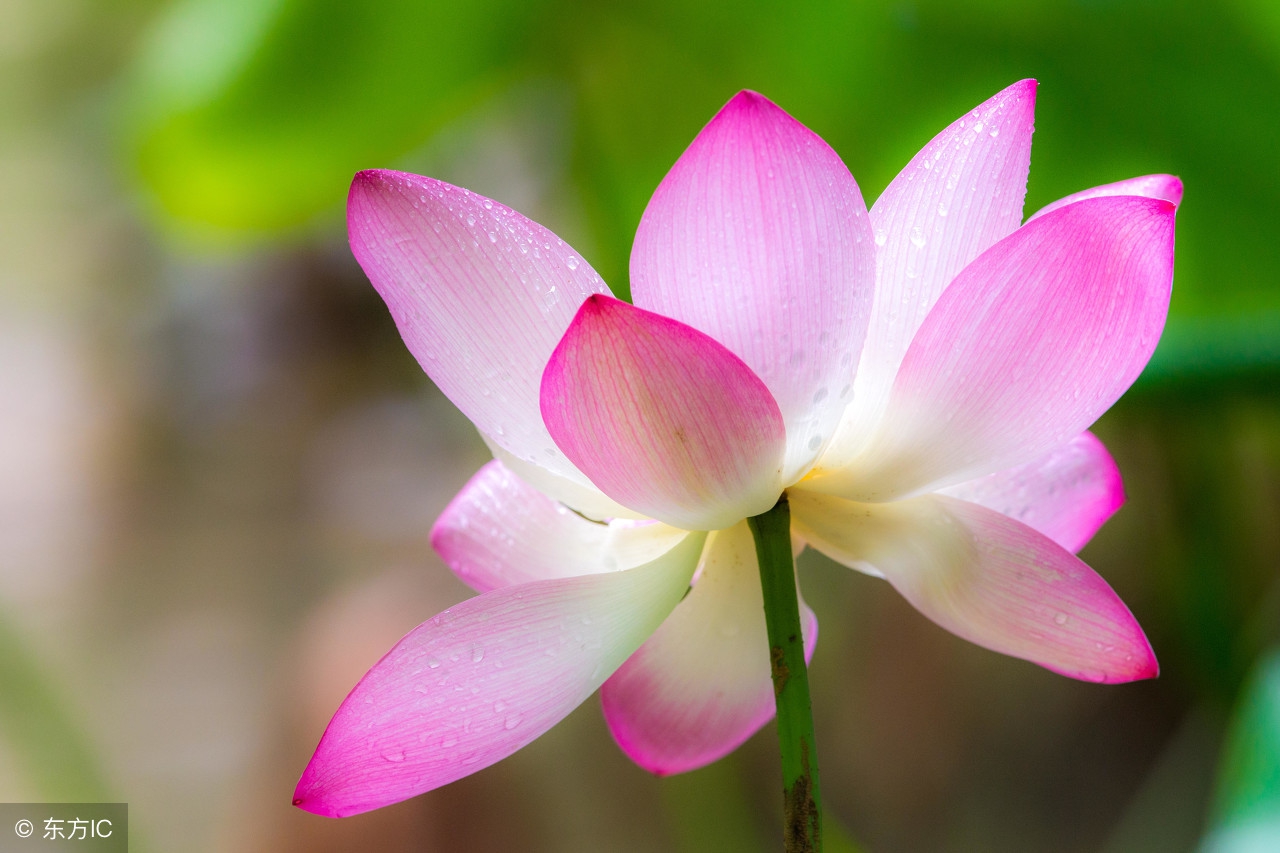 卜算子格律词林正韵,清莲文学社现代诗