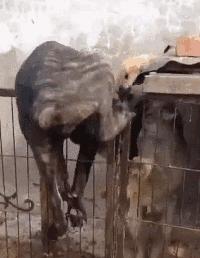 为约会情人，狗狗翻墙而入，不想命根子被卡住，这以后还能约会吗