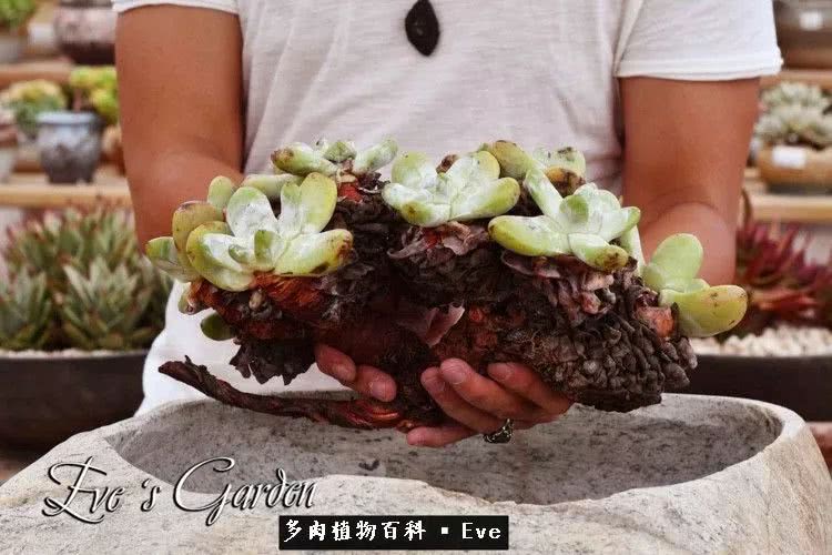 仙女杯多肉植物,拇指仙女杯也叫帕奇飞图吗