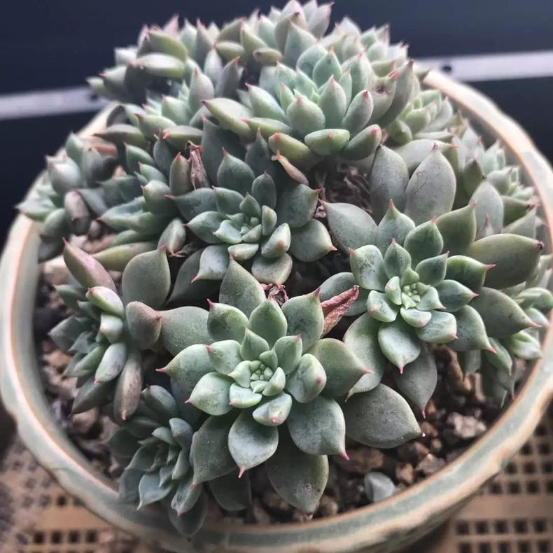 多肉植物老掉叶子是怎么了,多肉植物总是掉叶子是什么原因