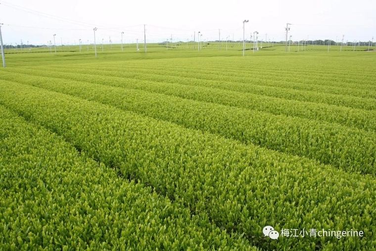 喝小青柑为啥恶心,小青柑的坏处