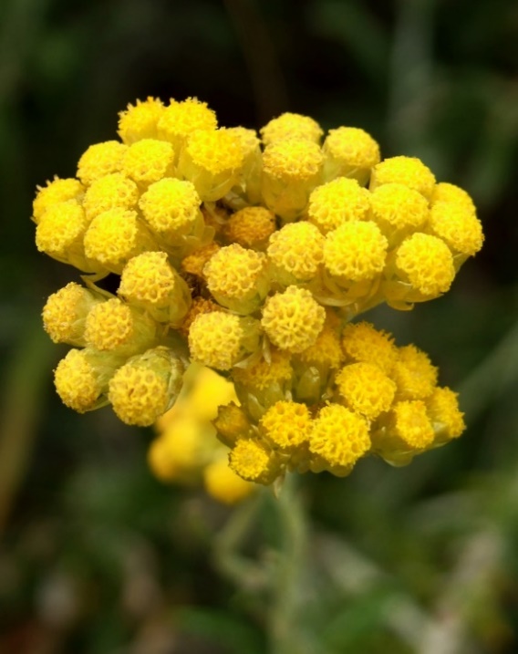 玫瑰果油正确使用方法,玫瑰果油的功效与作用