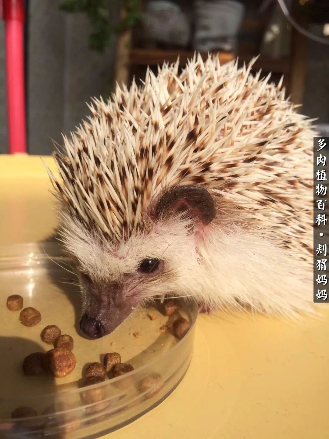 多肉如何度夏的方法,多肉夏天如何度夏