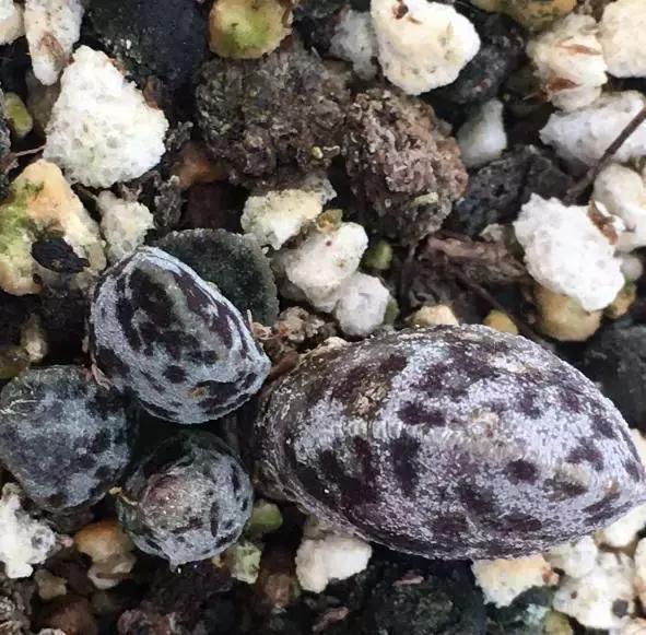 海豹水泡多肉的养护,水泡系列多肉哪些好养活