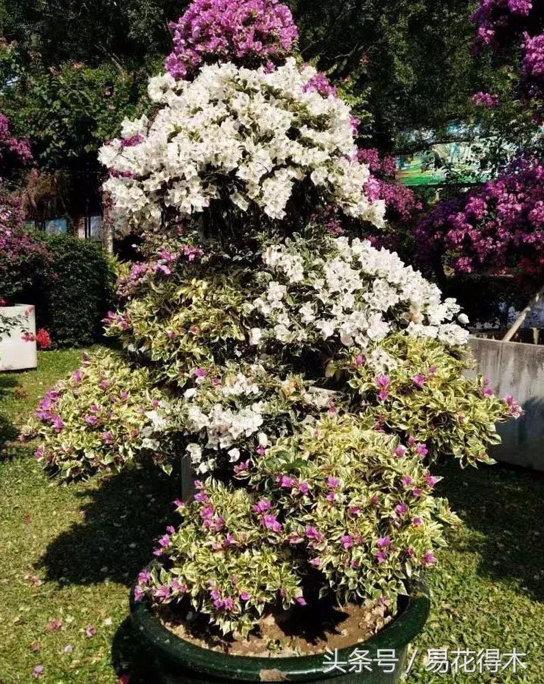 三角梅植物嫁接教程,多枝三角梅嫁接