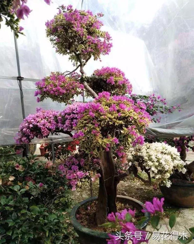 三角梅植物嫁接教程,多枝三角梅嫁接