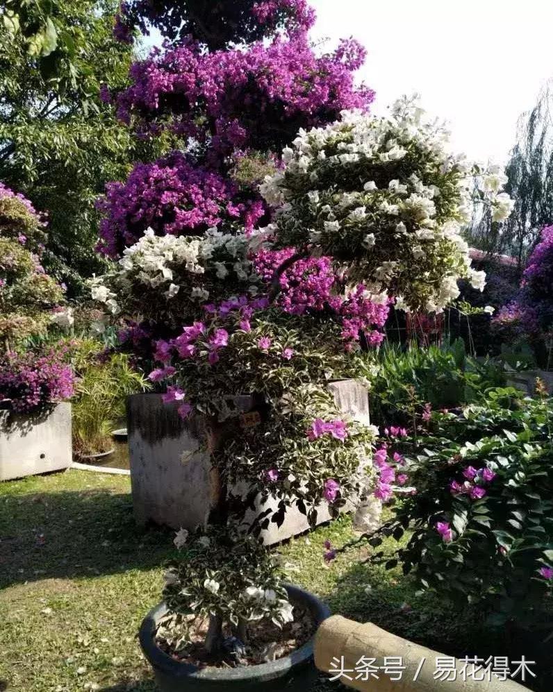 三角梅植物嫁接教程,多枝三角梅嫁接