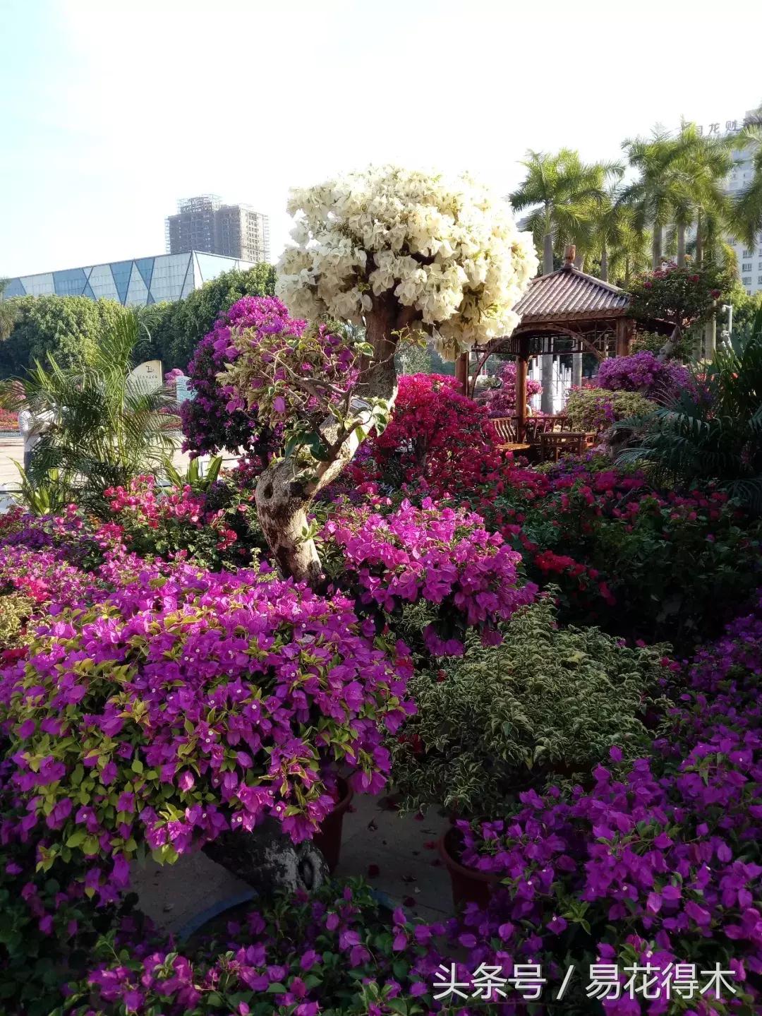 三角梅植物嫁接教程,多枝三角梅嫁接