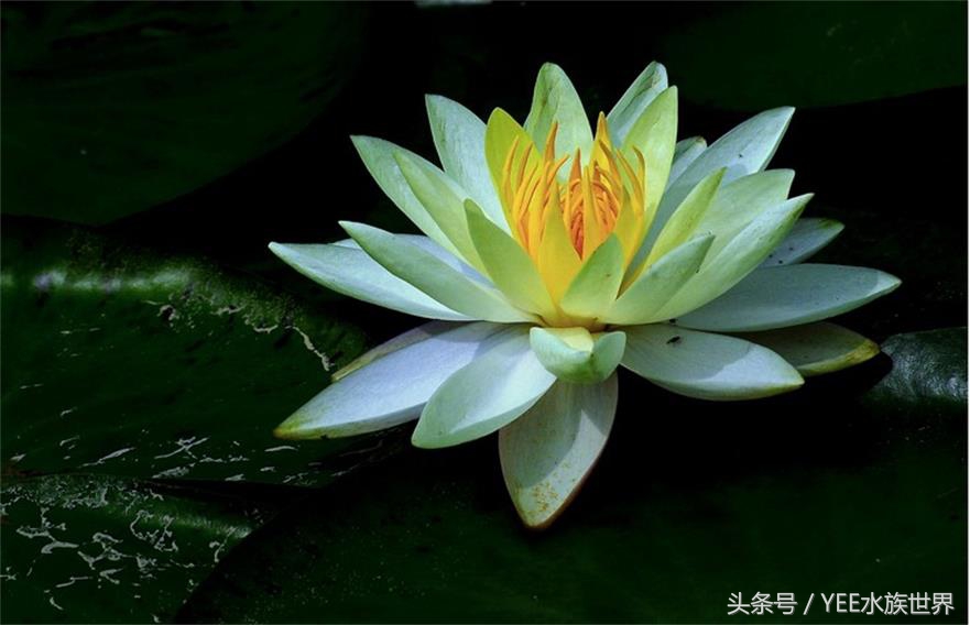 鱼缸水泵循环过滤就可以充氧气吗,鱼缸水泵怎么把脏东西过滤出来