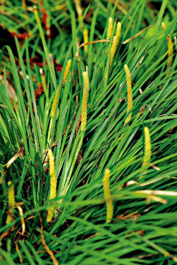 王药师带你认草药-艾叶、菖蒲