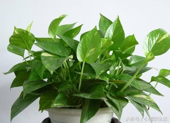 怎么才让绿萝长得茂盛不黄叶,怎么把绿萝养得又粗又壮不长黄叶