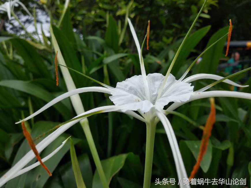 第一次去深圳感觉到了未来,深圳宝安公园一日游攻略