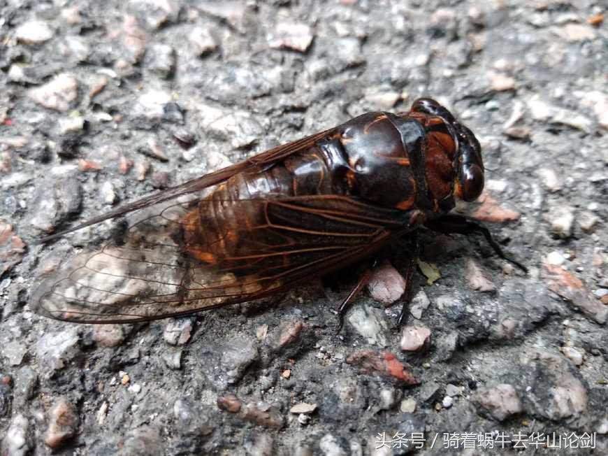 第一次去深圳感觉到了未来,深圳宝安公园一日游攻略