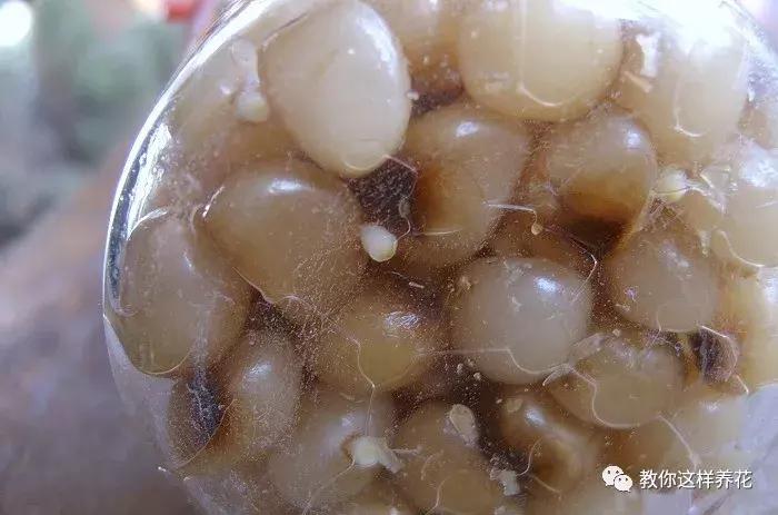 君子兰结的果实怎么处理,君子兰结籽后怎么处理