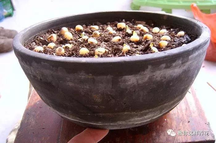 君子兰结的果实怎么处理,君子兰结籽后怎么处理