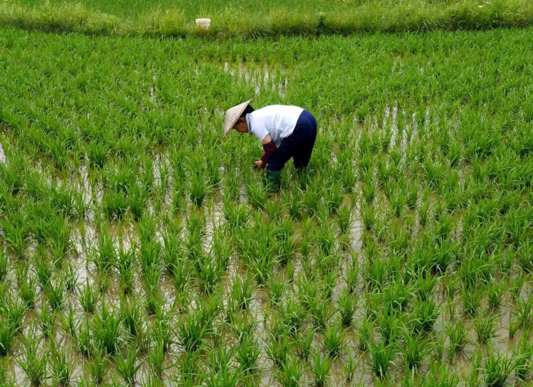 23种农药大全,2024年除草剂十大名牌