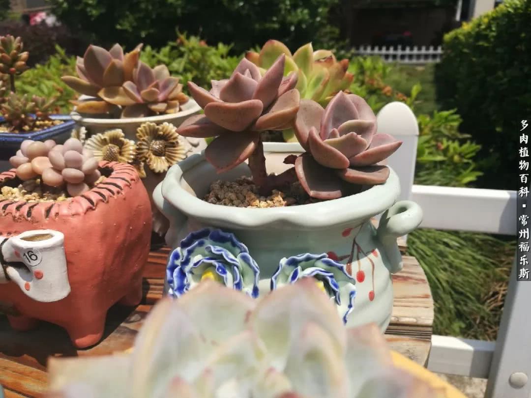 养多肉摒弃焦虑,包邮区不能养的多肉有哪些