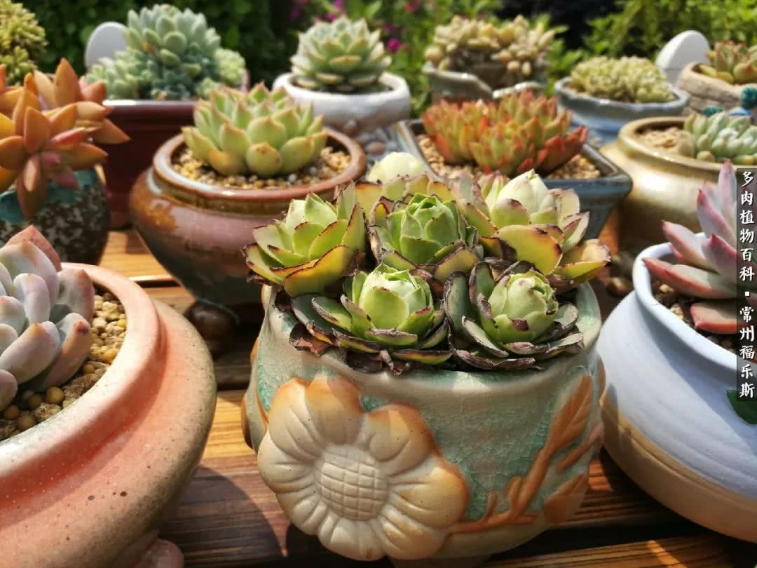 养多肉摒弃焦虑,包邮区不能养的多肉有哪些