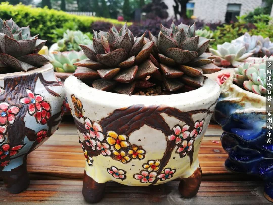 养多肉摒弃焦虑,包邮区不能养的多肉有哪些