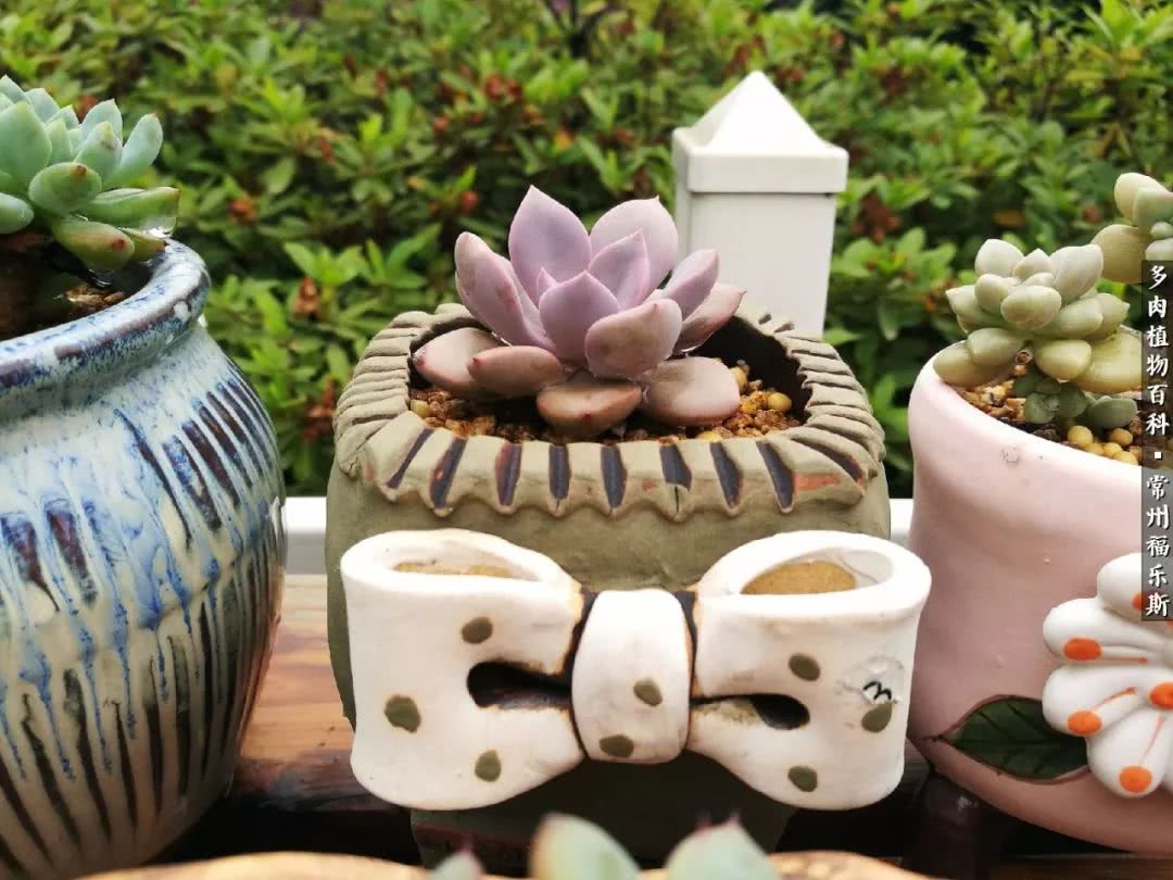 养多肉摒弃焦虑,包邮区不能养的多肉有哪些
