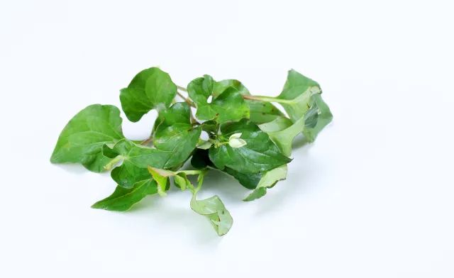 家里摆死灵芝盆栽,家人生病家里摆什么物件