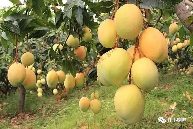 攀枝花芒果网,攀枝花芒果网直播