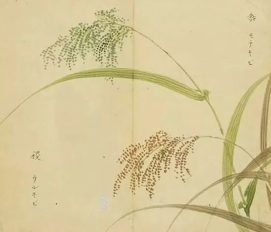 粽子推荐有肉粽和甜粽,豆沙粽是哪个省区的特色粽