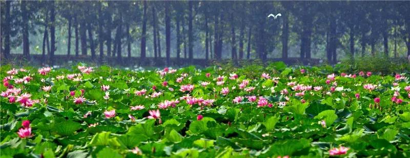 山东最美慢火车,山东景观火车