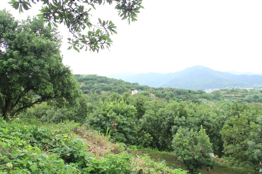 晚稻杨梅优缺点,顶级晚稻杨梅