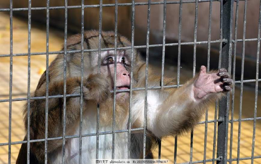 八哥报复猫咪,记仇的猫咪报复主人的表现