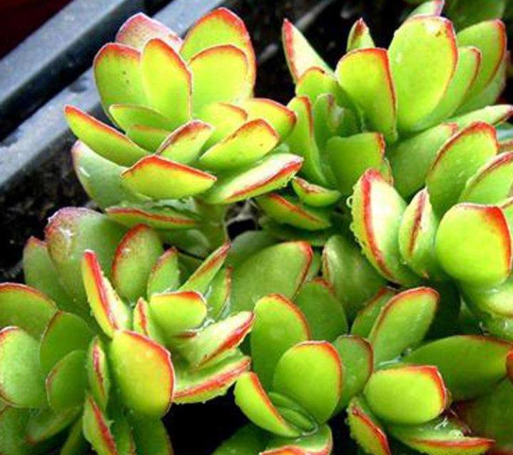 多肉天狗之舞：看不腻的多肉，小清新天狗之舞养殖法