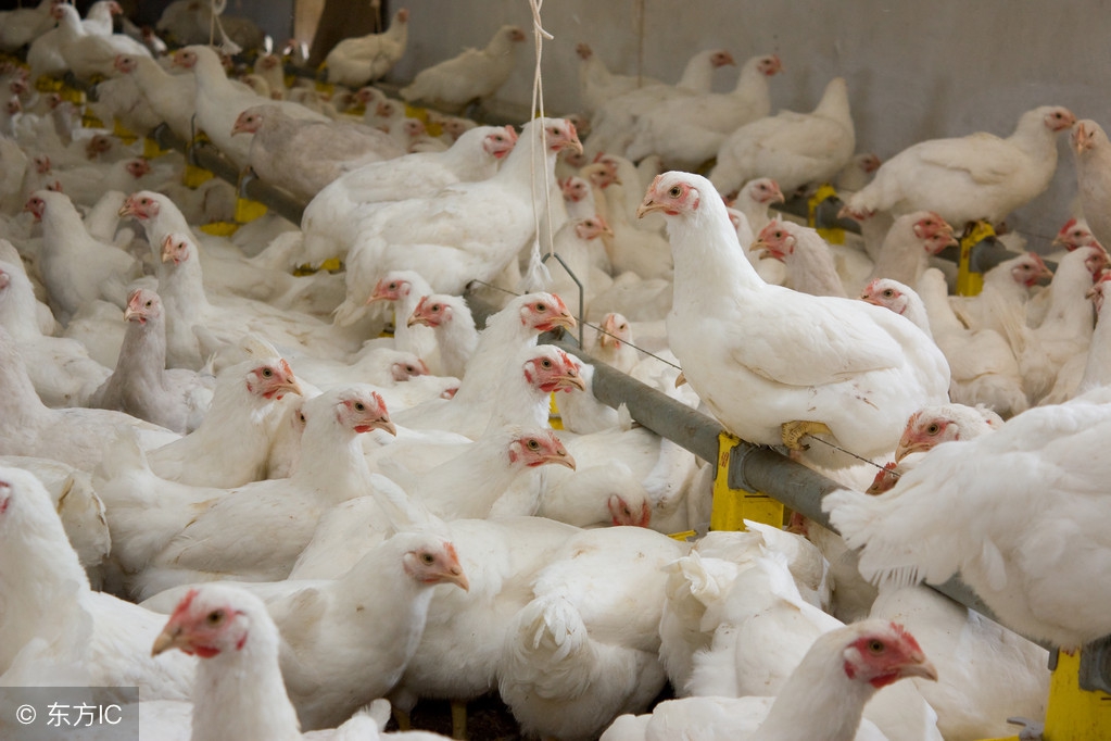 低三下四打工不如回家创业当老板，15种让你致富的养殖推荐