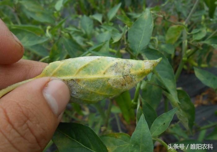 专门治辣椒病害特效药,辣椒腐烂病打什么杀菌药治疗