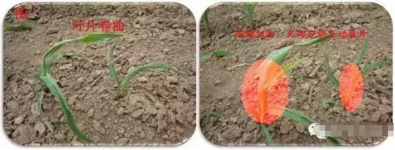 玉米小苗卷叶是什么原因,玉米卷叶是什么原因引起的