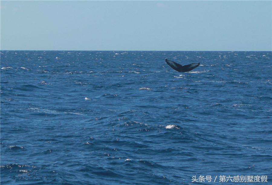 夏威夷自由行详细攻略,夏威夷自由行旅游攻略